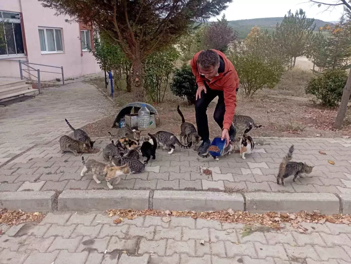 Halil Koca’nın Kedilere Şefkati